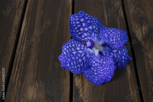 purple orchid flower on wooden surface photo