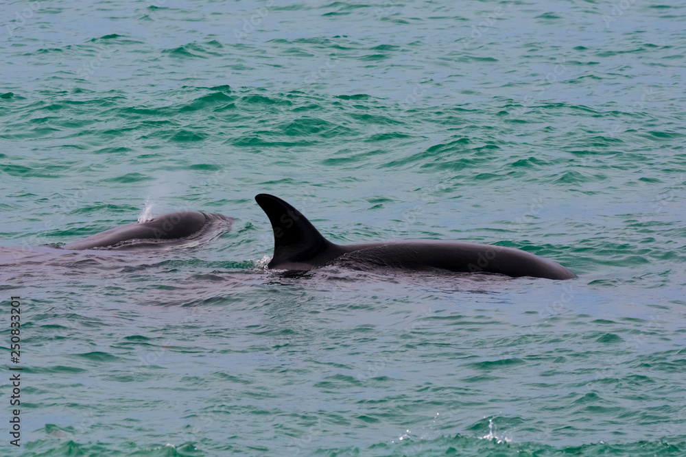 Naklejka premium Orcas hunting sea lions, Patagonia , Argentina