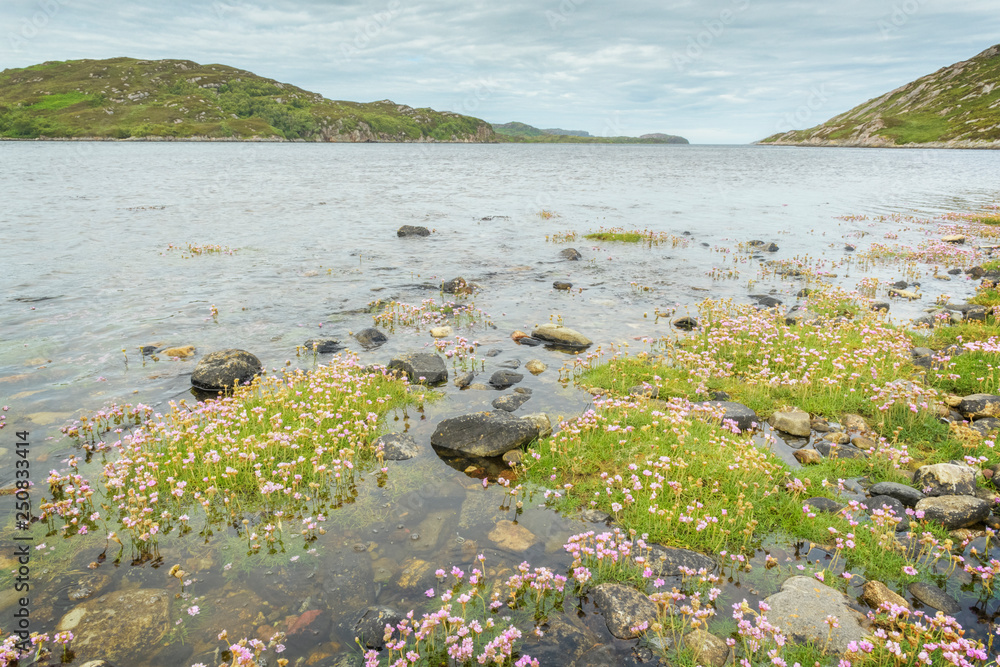 Sea Pink (Armeria Maritima) under water along shore with high tide, Loch Laxford, Sutherland, Highlands, Scotland, Uk