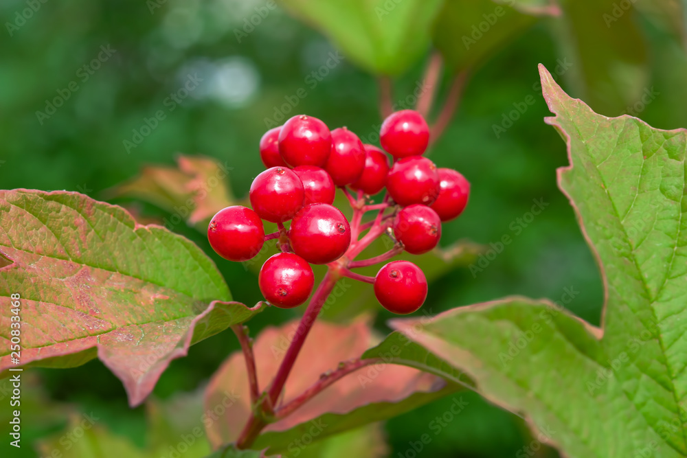 Bush medicinal plant viburnum with berries and green leaves, summer, autumn landscape Bush medicinal plant viburnum with berries and green leaves, summer, autumn landscape