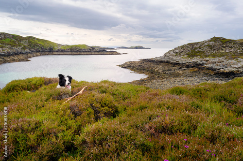 Border collie lying down between heather at scottish loch. Scottish Highlands, Scotland UK.