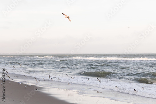 Flying seagulls  beautiful sea