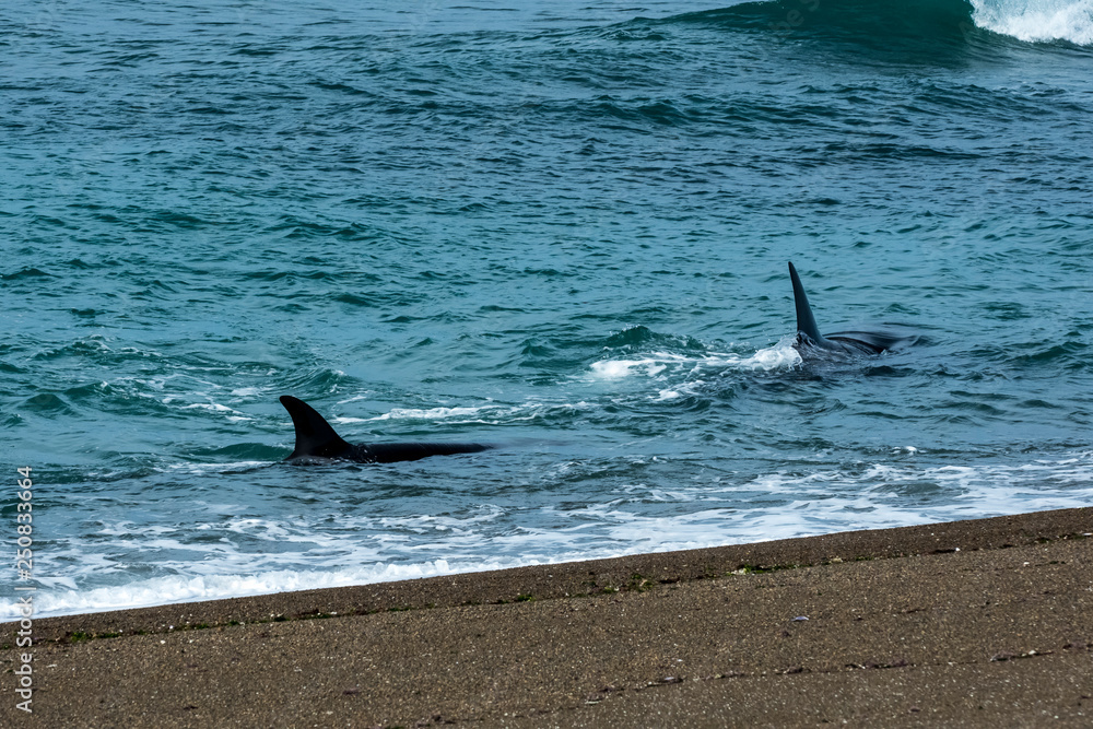 Obraz premium Orcas hunting sea lions, Patagonia , Argentina