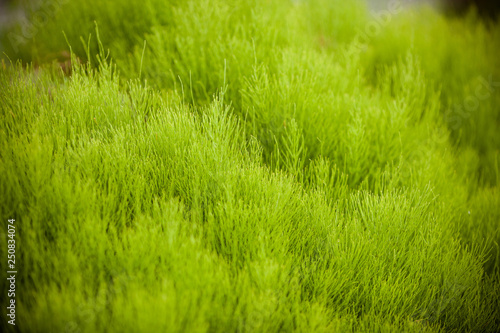 green grass and background