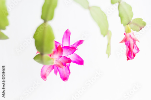 Pink flowers and the white background. Copy space. Place for text and design