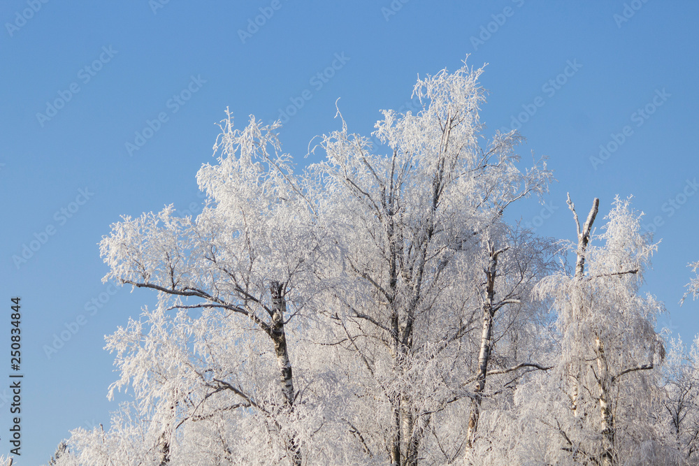 Trees in the snow. Sunny day. Blue sky. Trees in the snow. Sunny day. Blue sky.
