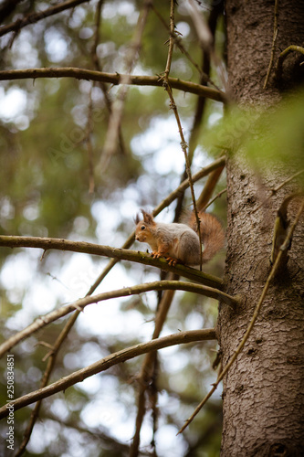 squirrel on a tree © Simon