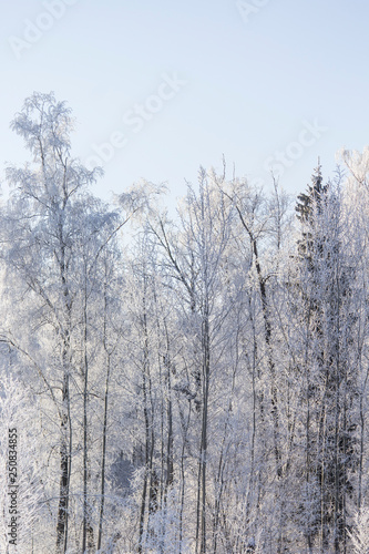 Snowy winter. Walking in the forest. White trees