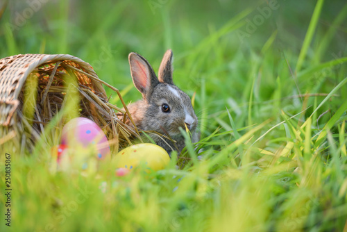 Easter bunny and Easter eggs on green grass outdoor / Colorful eggs in the nest basket and little rabbit
