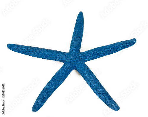 sea star isolated