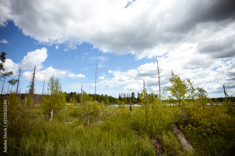 karelian swamp karelian swamp