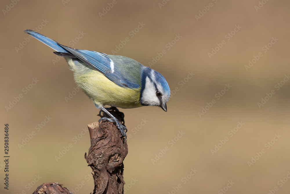 Obraz premium Splendido ritratto di una cinciarella nel bosco (Cyanistes caeruleus)