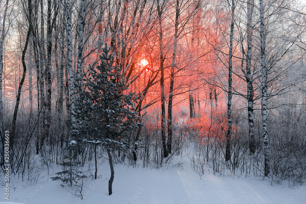 Fototapeta premium frosty winter morning landscape with red orange color sun