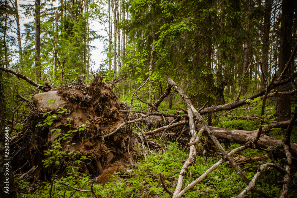 fallen tree in the forest after Hurricane