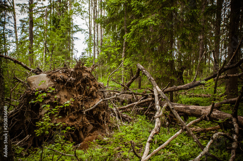 fallen tree in the forest after Hurricane
