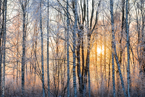 frosty winter morning landscape with golden yellow sun
