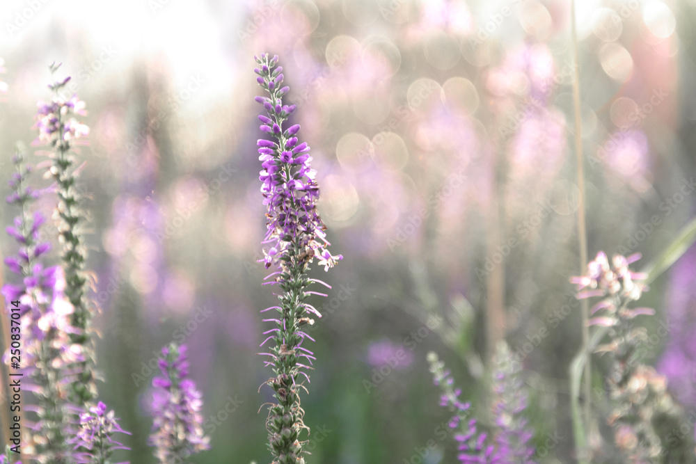 Sprig of Veronica flower with pink flowers on the background with bokeh. Sprig of Veronica flower with pink flowers on the background with bokeh.