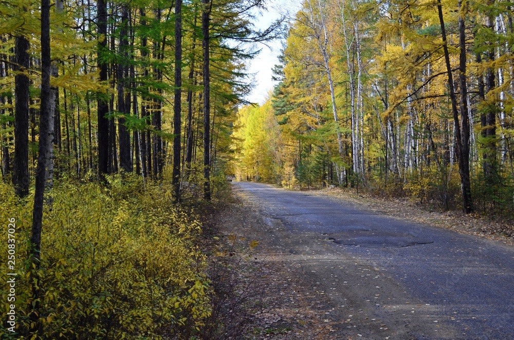 Obraz premium Beautiful autumn forest in September