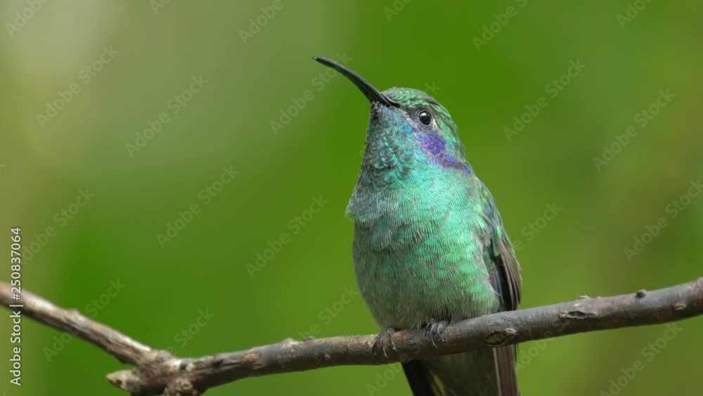 Hummingbird sits on the tree branch and cleans the plumage. Shot in the natural environment in the forest of Costa Rica Hummingbird sits on the tree branch and cleans the plumage. Shot in the natural environment in the forest of Costa Rica