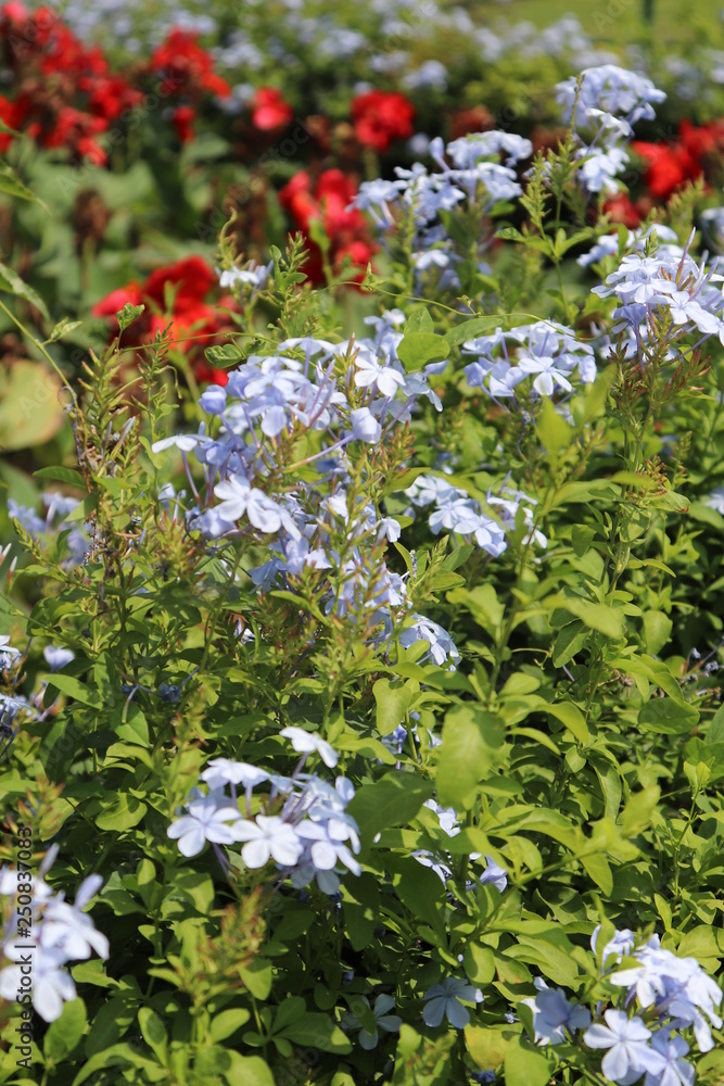 red flowers in garden