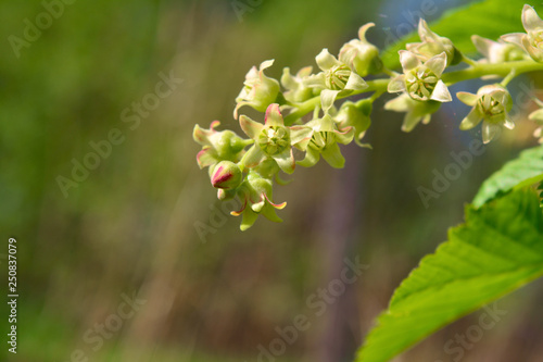 View of the flowering branch of black currant.