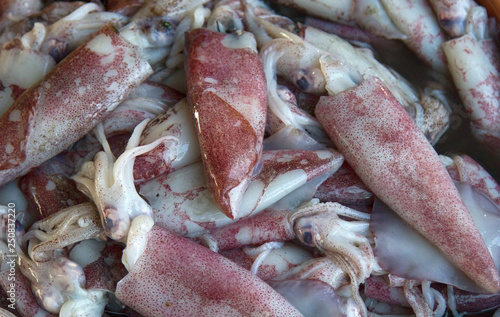 squid of Arabian sea in Goa markets photo