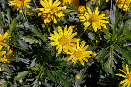 Yellow daisies flowers Euryops pectinatus photo