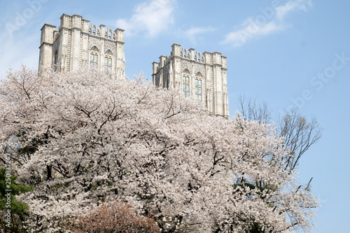 Blooming  cherry blossom and blue sky  at Kyunghee university campus in Seoul. photo