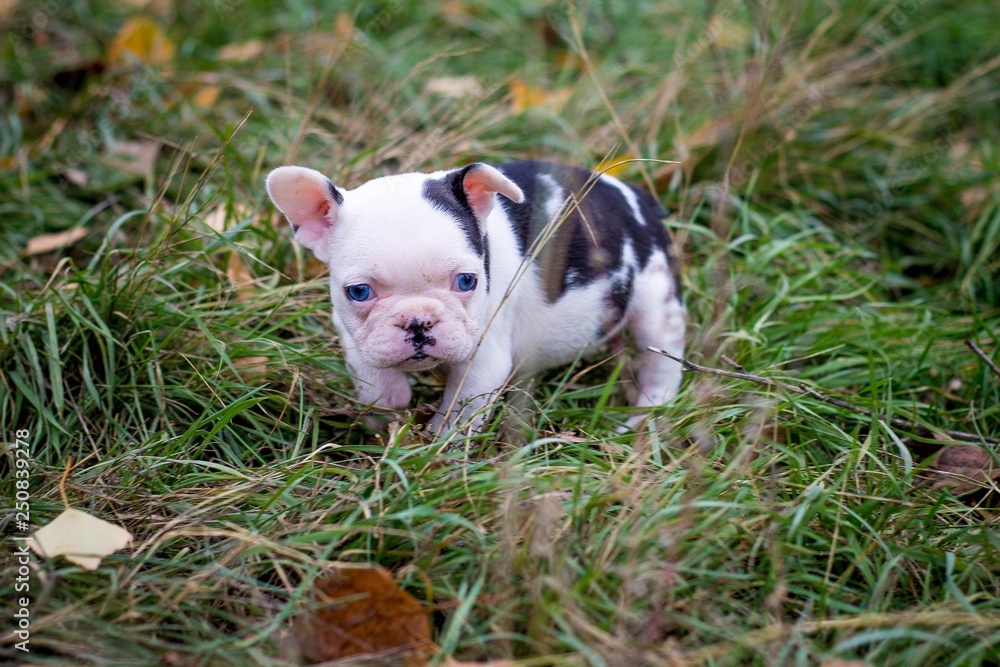 a cute little bull terrier puppy is standing on the grass somewhere in the park is lonely and defenseless