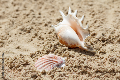 Sea shells with sand on the background. Summer beach. Seashell collection.