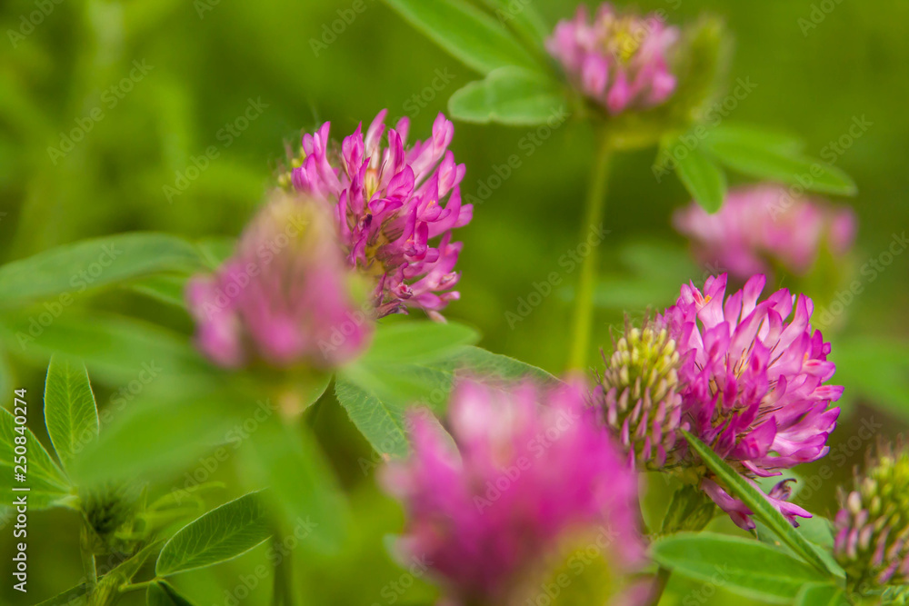 Floral summer background, soft focus. Blooming clover. Blurred background. Floral summer background, soft focus. Blooming clover. Blurred background.