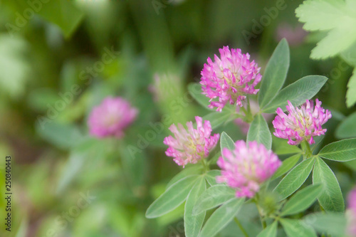 Floral summer background, soft focus. Blooming clover. Blurred background.