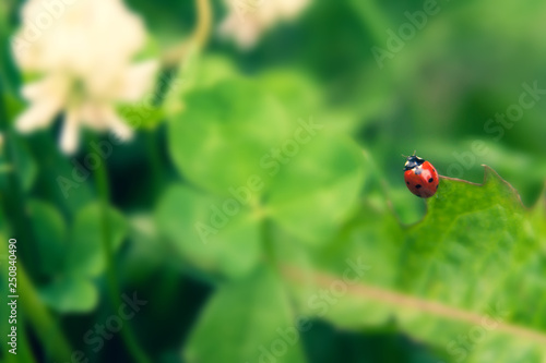 Floral summer background, soft focus. Blooming clover. Blurred background. Ladybug