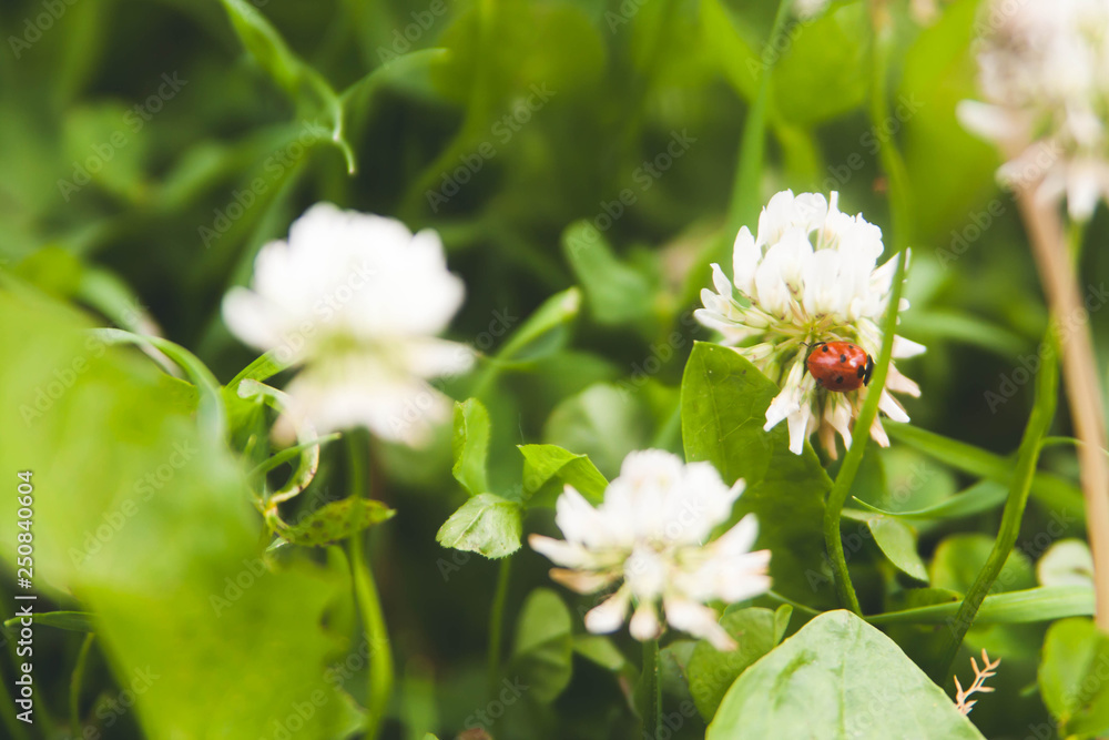 Floral summer background, soft focus. Blooming clover. Blurred background. Ladybug Floral summer background, soft focus. Blooming clover. Blurred background. Ladybug