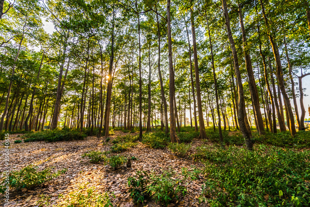 Trees in remote rural areas. Trees in remote rural areas.