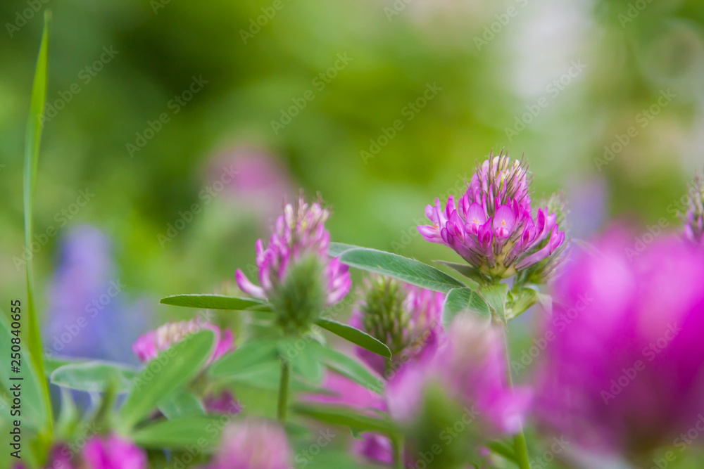 Floral summer background, soft focus. Blooming clover. Blurred background. Floral summer background, soft focus. Blooming clover. Blurred background.