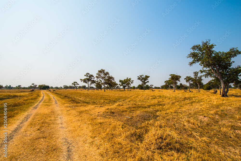 Rice fields in the dry season.3 Rice fields in the dry season.3