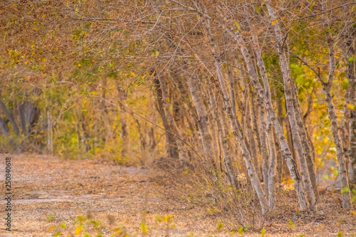 Trees in remote rural areas.