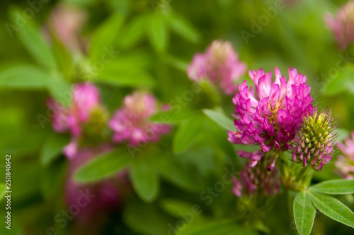Floral summer background  soft focus. Blooming clover. Blurred background.