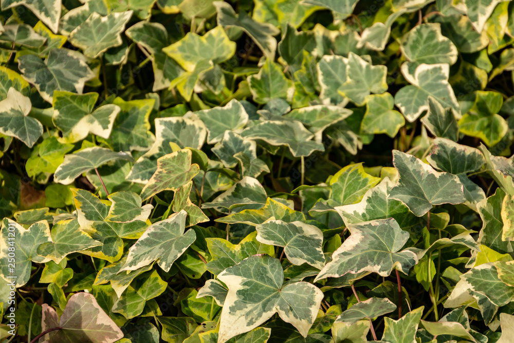 Close-up green ivy Hedera helix Goldchild carpet. Original texture of  natural greenery. Background of elegant leaves. Nature concept for design.  Selective focus Stock Photo | Adobe Stock