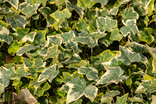 Close-up green ivy Hedera helix Goldchild carpet. Original texture of natural greenery. Background of elegant leaves. Nature concept for design. Selective focus