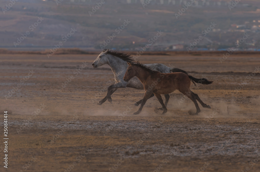 Wild herd of horses passing through the mountain Wild herd of horses passing through the mountain