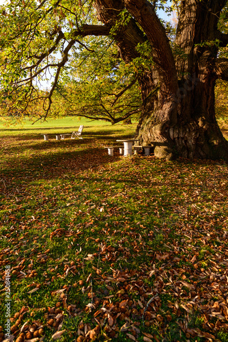 giant chestnut tree, buchbach, austria, Castanea sativa photo