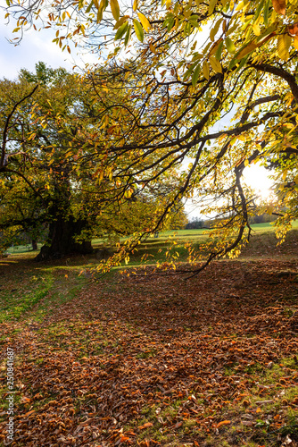 giant chestnut tree, buchbach, austria, Castanea sativa photo