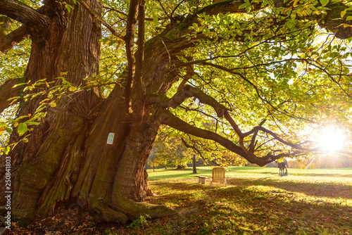 giant chestnut tree, buchbach, austria, Castanea sativa photo