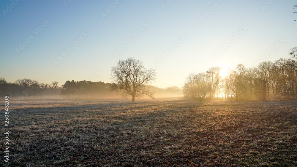 Fototapeta premium Tiefstehende Sonne und Nebel im winterlichen Stadtpark von Magdeburg