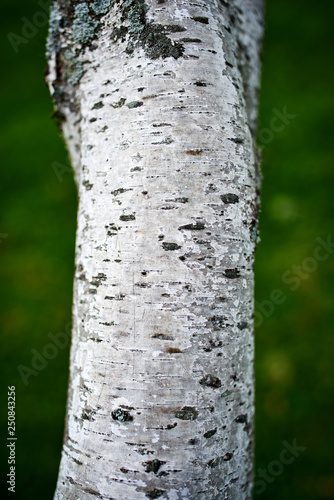 Closeup of Birch Tree Bark