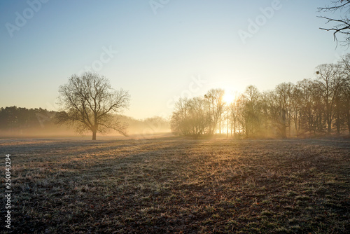 Tiefstehende Sonne und Nebel im winterlichen Stadtpark von Magdeburg