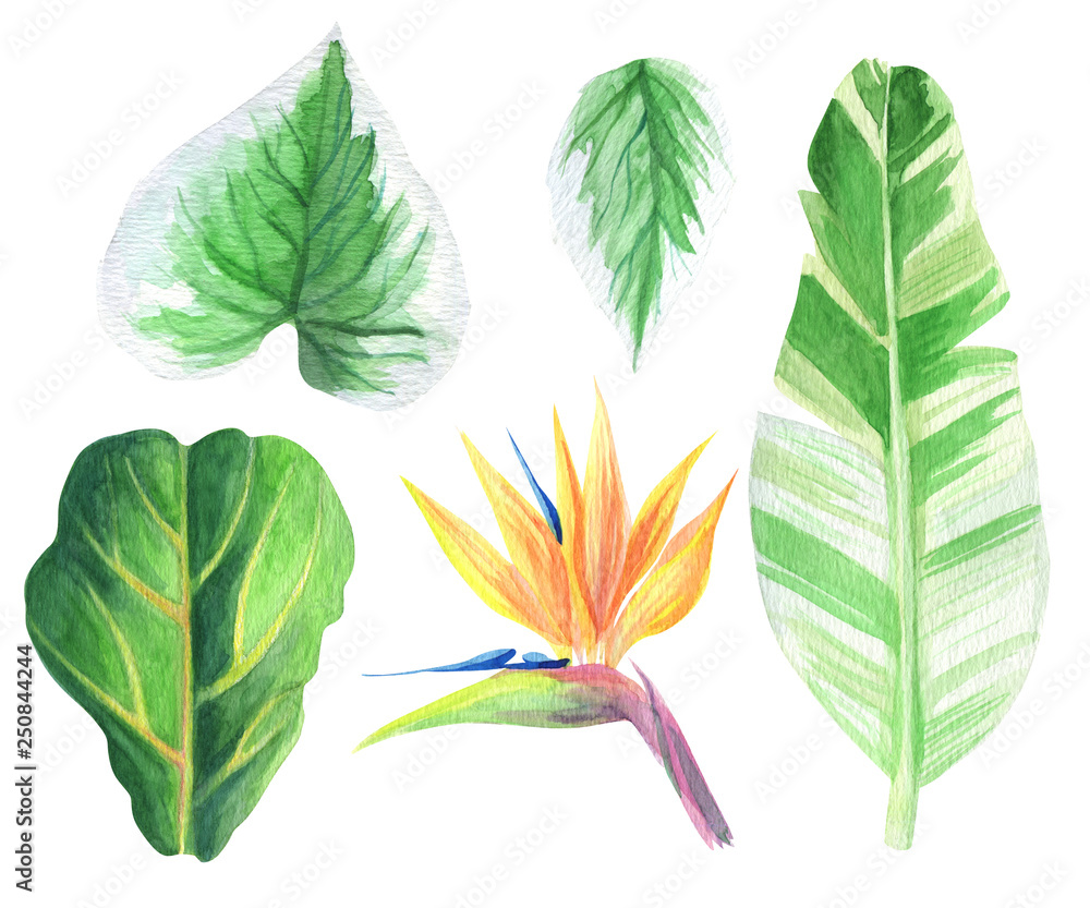 Fototapeta Watercolor tropic plants set leafs and flower. Banana palm leaf, Fig leaf, Strelitzia, bird of paradise hand painted exotic. Botanical illustration isolated on white background