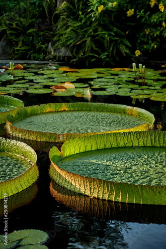The giant water lily in the asian park  © Svetlana Chekhlova 